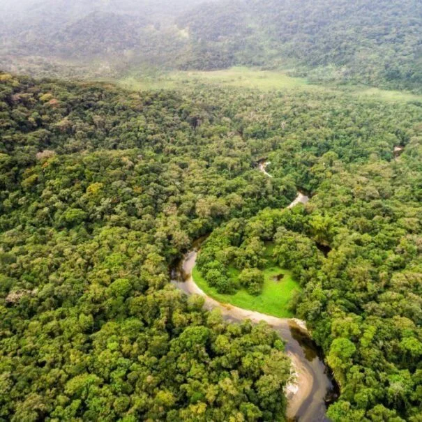 Bosque Honduras