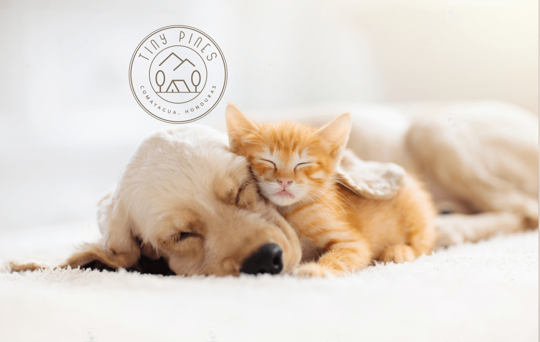 Cat and Dog