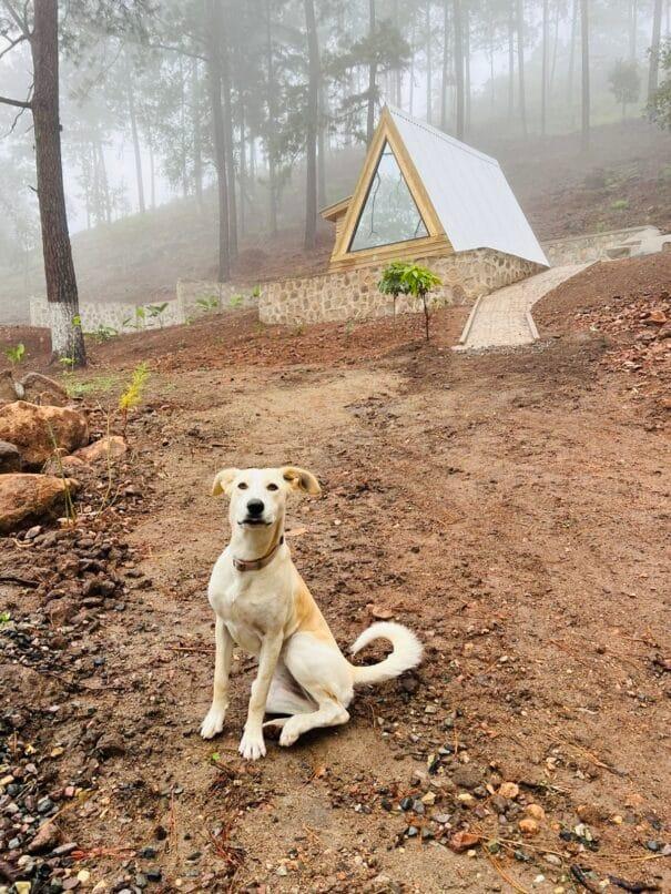 🐾 Mascotas bienvenidas: Tiny Pines, el glamping pet-friendly en Honduras 6 dfc0b981 d5f3 4c5d b125 298dfc2ad5ab